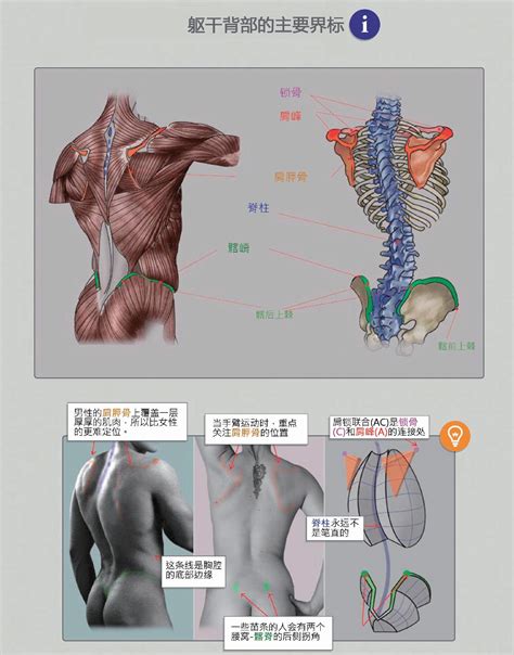 身体部位|人体的构成